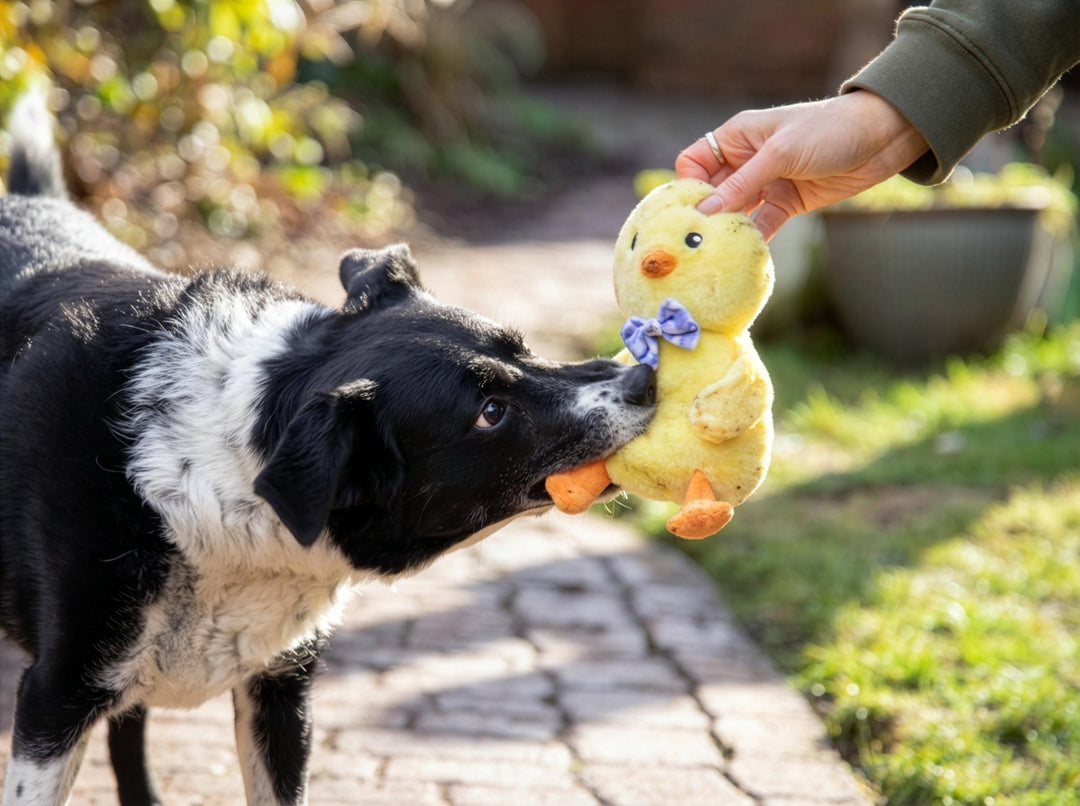Rosewood Easter Chirpy Chick