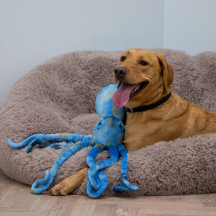 Ancol Cuddle Phil the Kraken
