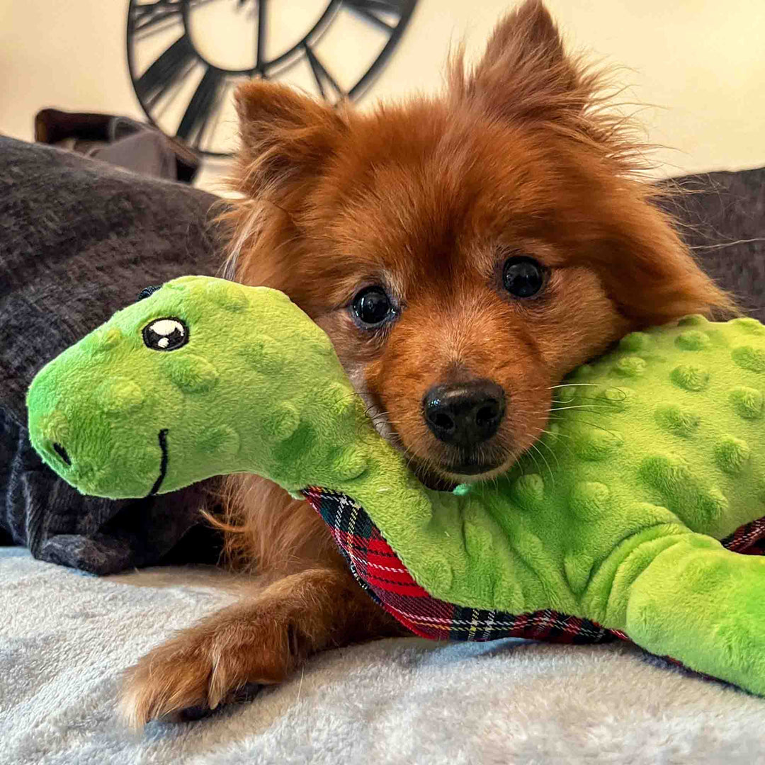 Ancol Cuddle Lottie Loch Ness Monster