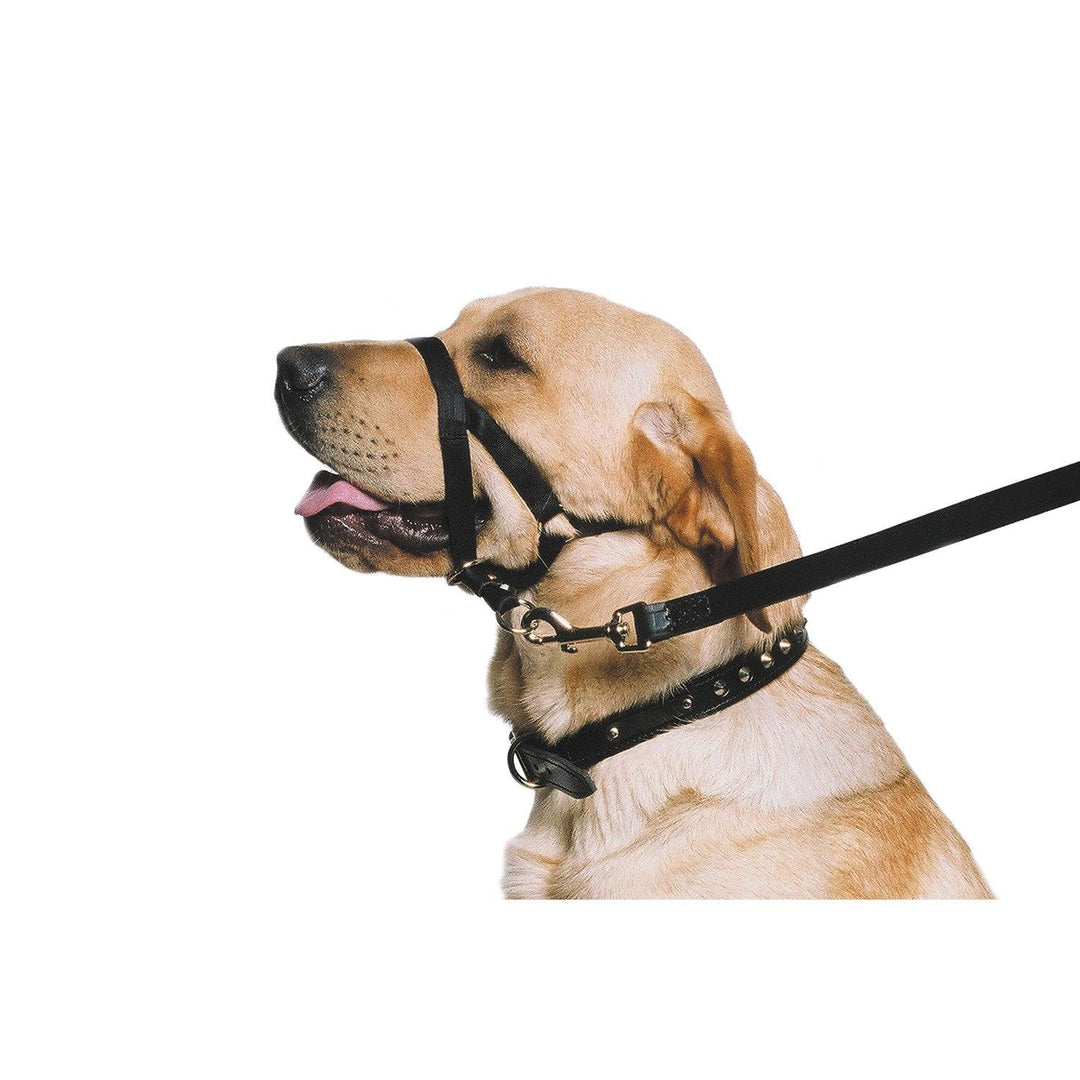 Ancol Nylon Training Halter Medium Black