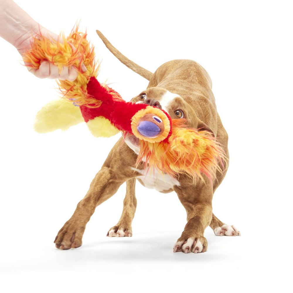 Bark Harry Potter Fawkes