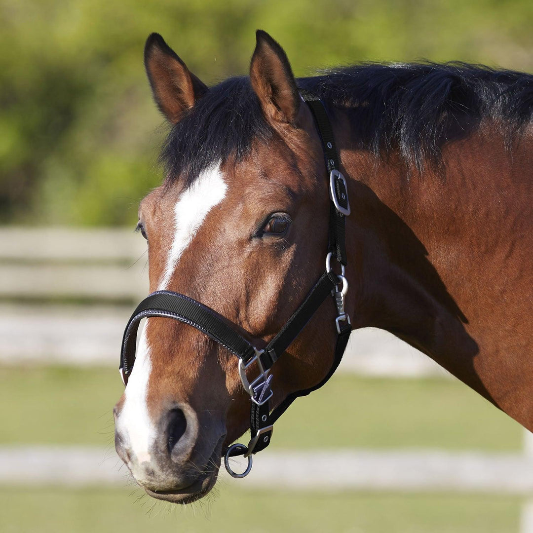 Bitz Deluxe Padded Headcollar Black Small Pony