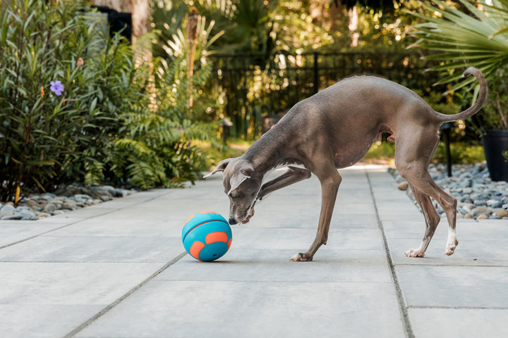 Guru Bobble Ball - Large