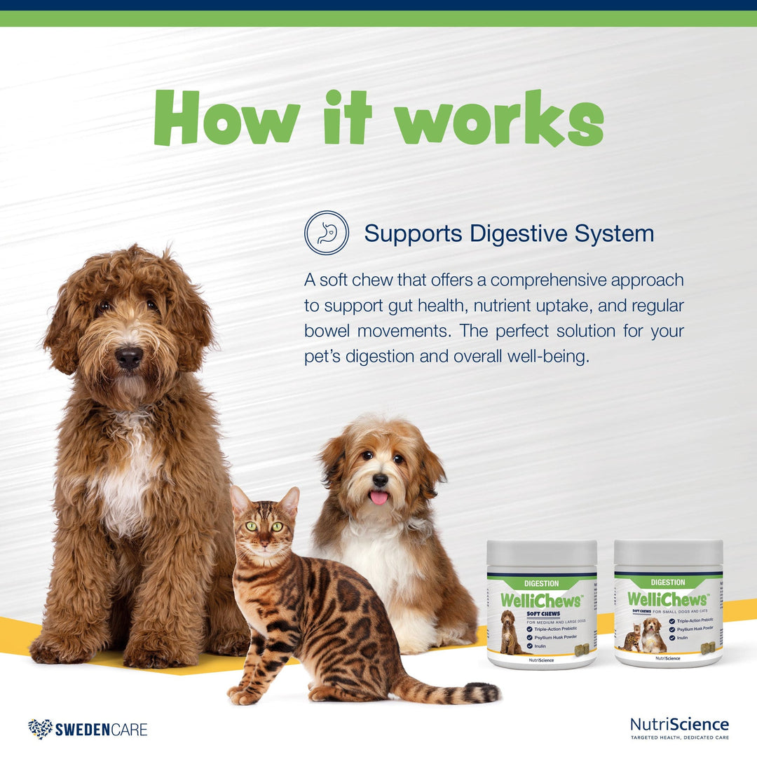 Wellichews Digestion Soft Chews