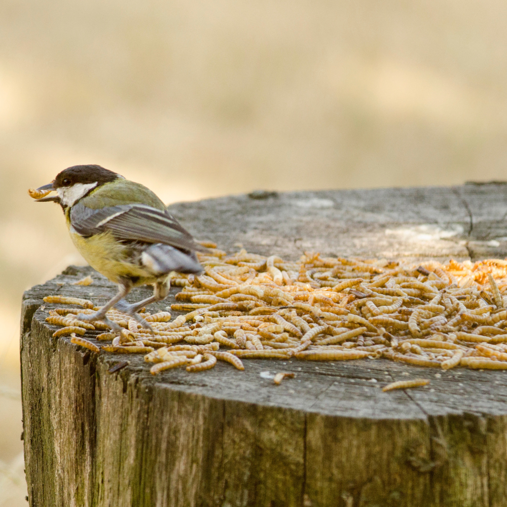 National Trust Dried Mealworms 250g