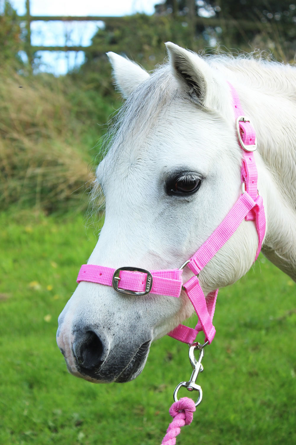 GALLOP HEADCOLLAR & LEAD ROPE SET PINK