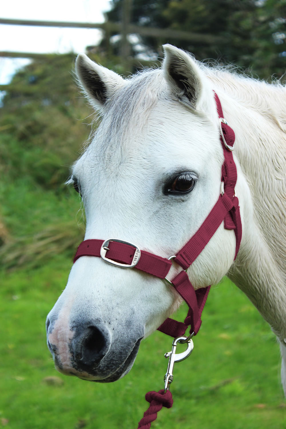 GALLOP HEADCOLLAR & LEAD ROPE SET BURGUNDY