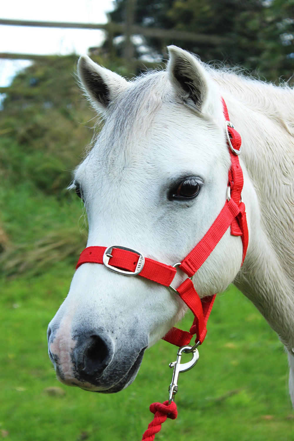 GALLOP HEADCOLLAR & LEAD ROPE SET RED