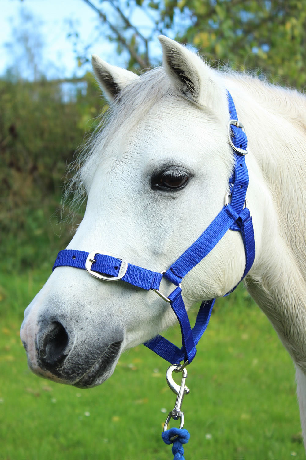 GALLOP HEADCOLLAR & LEAD ROPE SET ROYAL BLUE