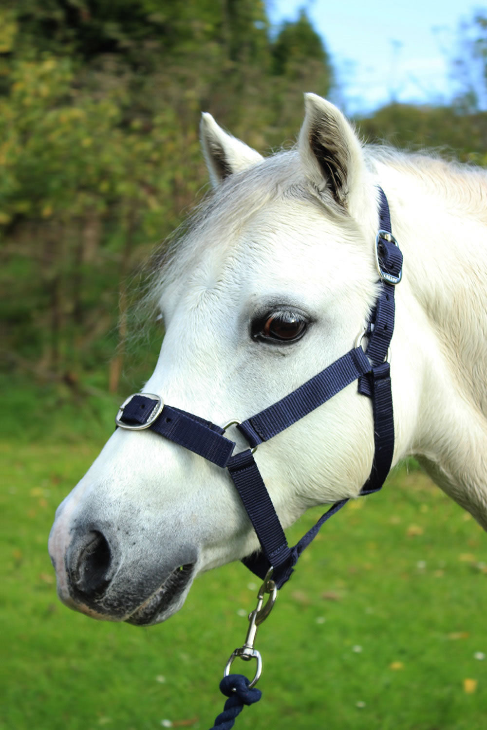 GALLOP HEADCOLLAR & LEAD ROPE SET NAVY