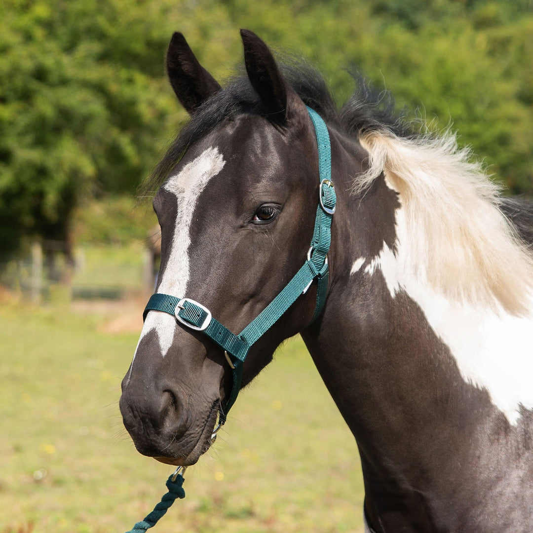 GALLOP HEADCOLLAR & LEAD ROPE SET GREEN