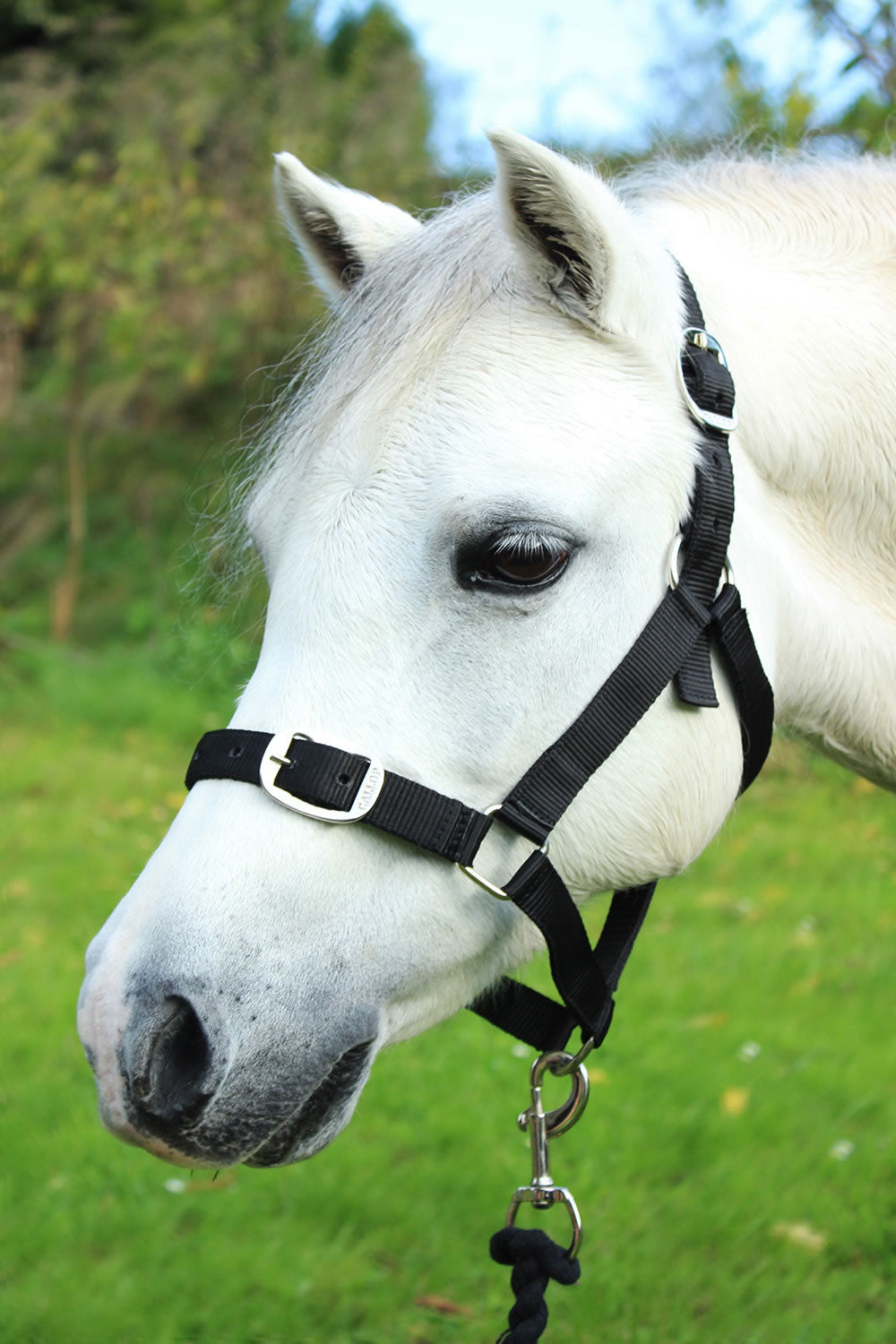GALLOP HEADCOLLAR & LEAD ROPE SET BLACK