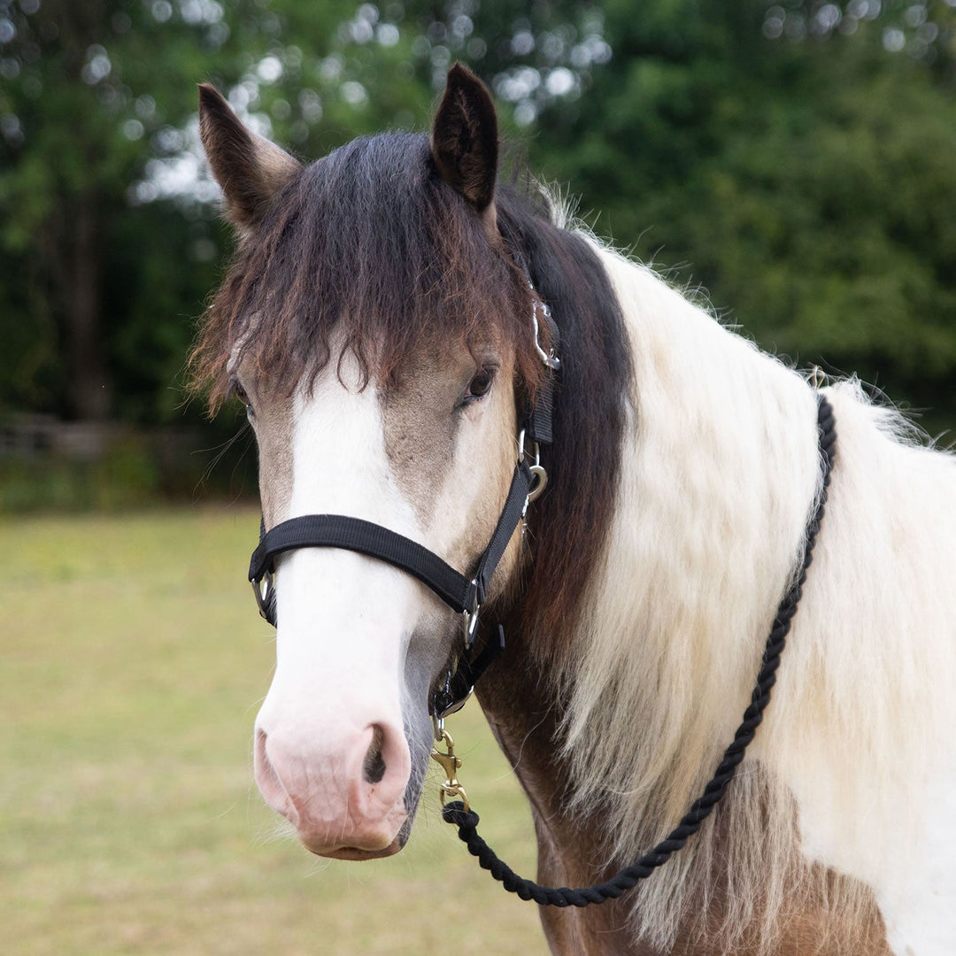 GALLOP PREMIUM PADDED HEADCOLLAR WITH LEAD ROPE BLACK