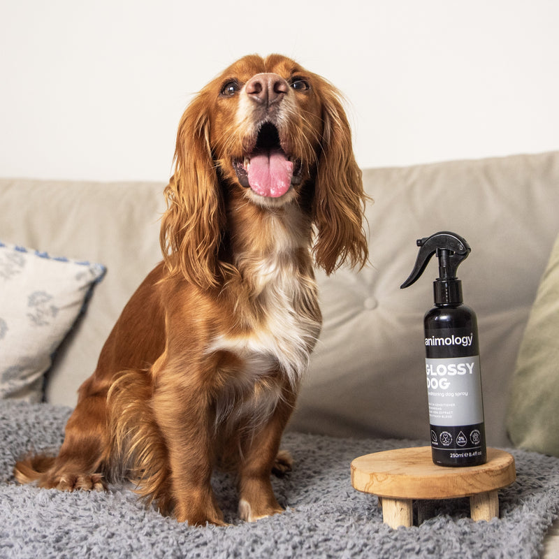 Animology Glossy Dog Conditioning Dog Spray 250ml