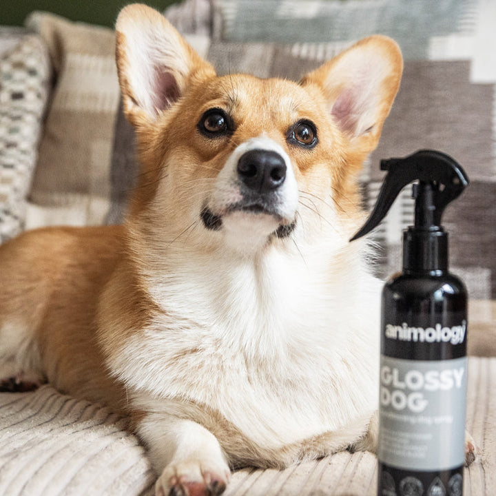 Animology Glossy Dog Conditioning Dog Spray 250ml