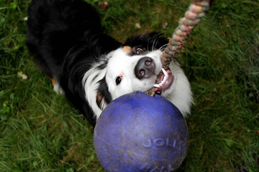 Jolly Pets Romp-N-Roll 4.5" Purple