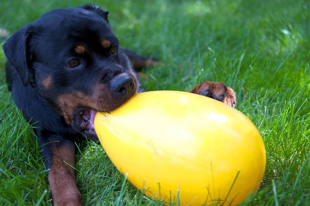 Jolly Pets Jolly Egg 8" Yellow