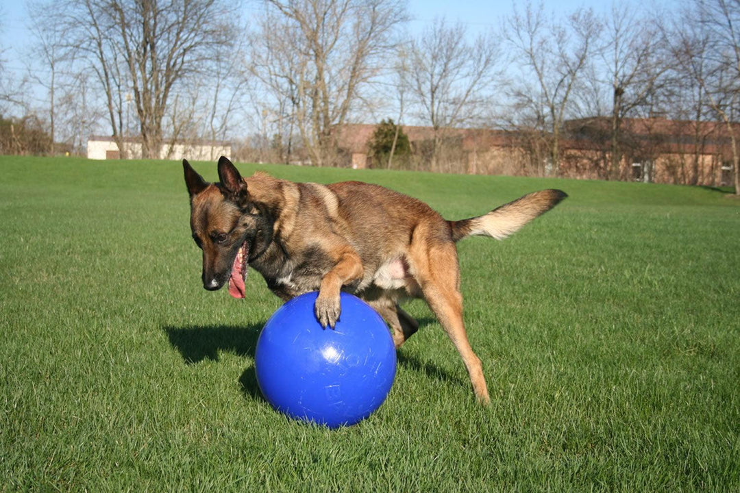 Jolly Pets Push-N-Play 6" Blue