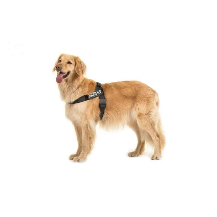 Julius-K9 IDC Belt Harness Black & Grey