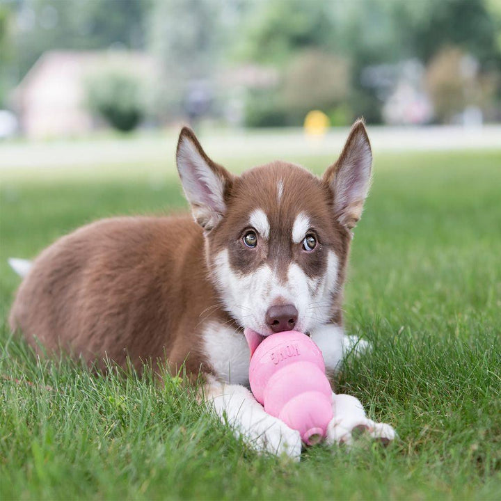 KONG Puppy - Ormskirk Pets