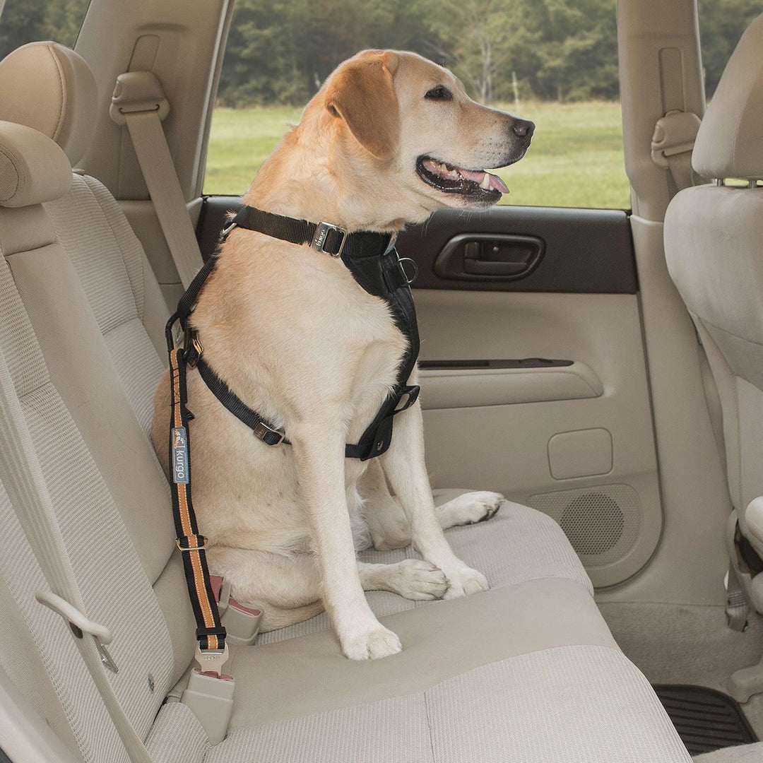 Kurgo Direct To Seatbelt Tether Black/Orange Small
