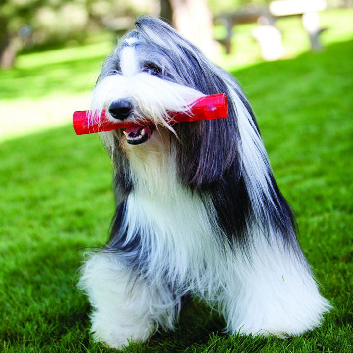 KONG Squeezz Ball - Ormskirk Pets