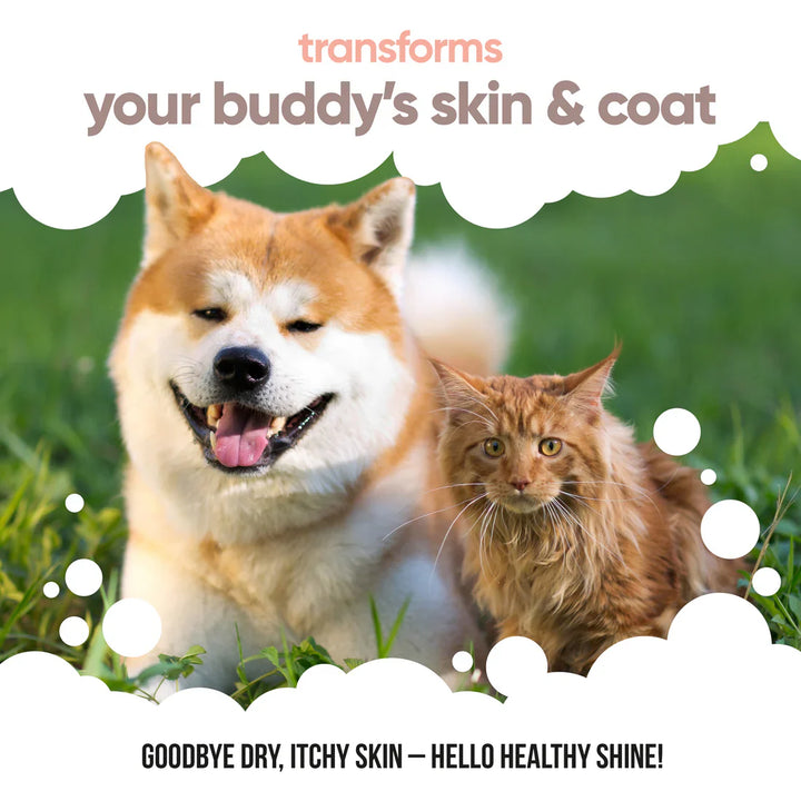 Buddycare Salmon Oil