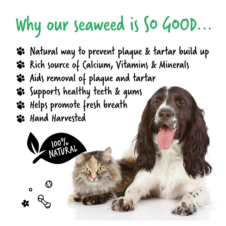 BUGALUGS PLAQUE REMOVER IRISH SEAWEED 70G