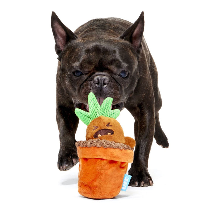 Bark Harry Potter Mandrake