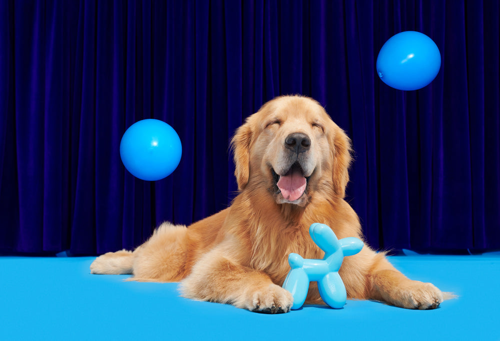 Bark Bob the Balloon