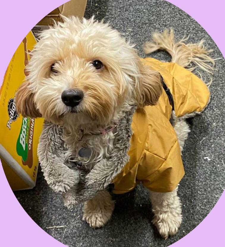 NEW LUXURY Happy Pet Sherpa Winter Coat Ochre Dog Puppy Coat