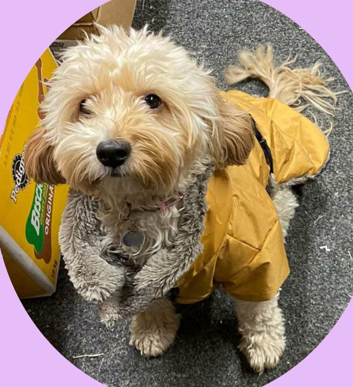 NEW LUXURY Happy Pet Sherpa Winter Coat Ochre Dog Puppy Coat