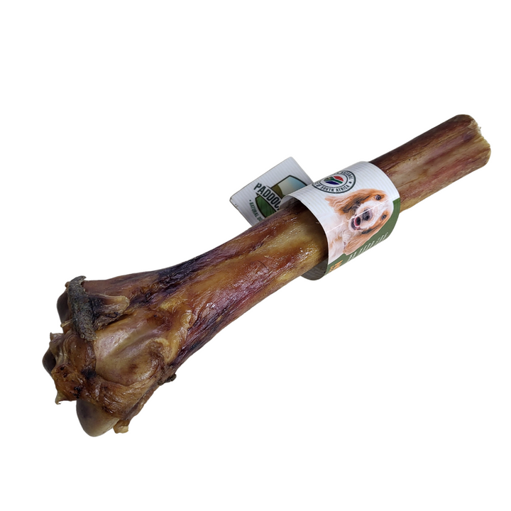 Paddock Farm Ostrich Metatarsus Bone Single