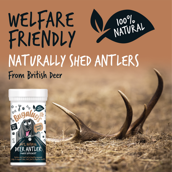 Bugalugs Deer Antler Supplement Powder 70g