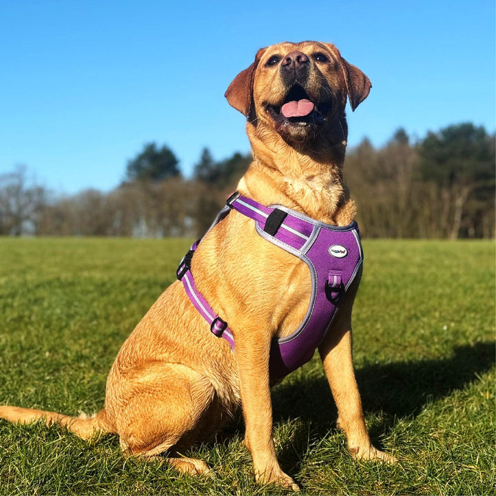 HugglePets Activity and Travel Harness Black