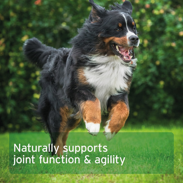 Aniforte Agility Vet Joint Care Tablets for Dogs