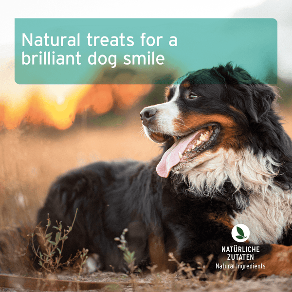 Aniforte Dental Snack