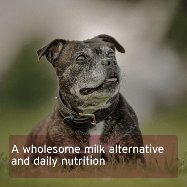 Aniforte Goat Milk Powder 500g