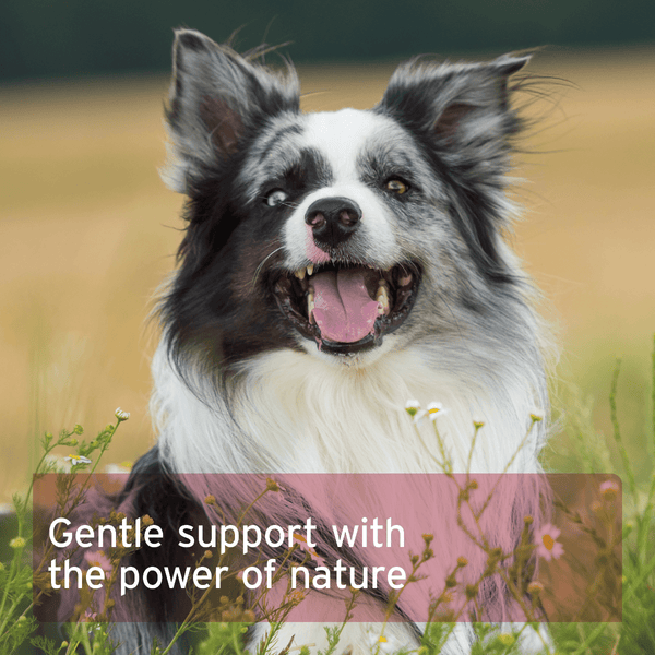 Aniforte Hormone Balance 80g - For Female Dogs
