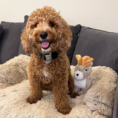 Tall Tails Plush Jackalope Twitchy Toy