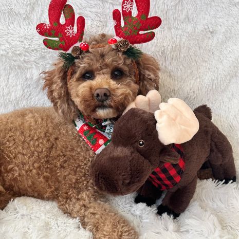 Tall Tails Plush Animated Moose Toy