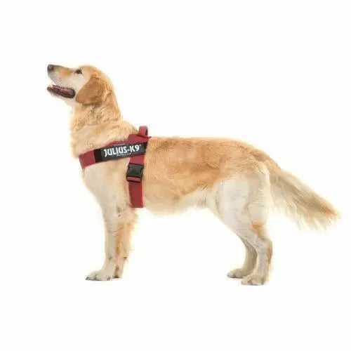 Julius-K9 IDC Belt Harness Red & Grey Size 2