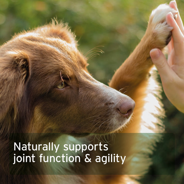 Aniforte Collagen Powder 250g - Supports Joints, Tendons, Ligaments &amp; Cartilage