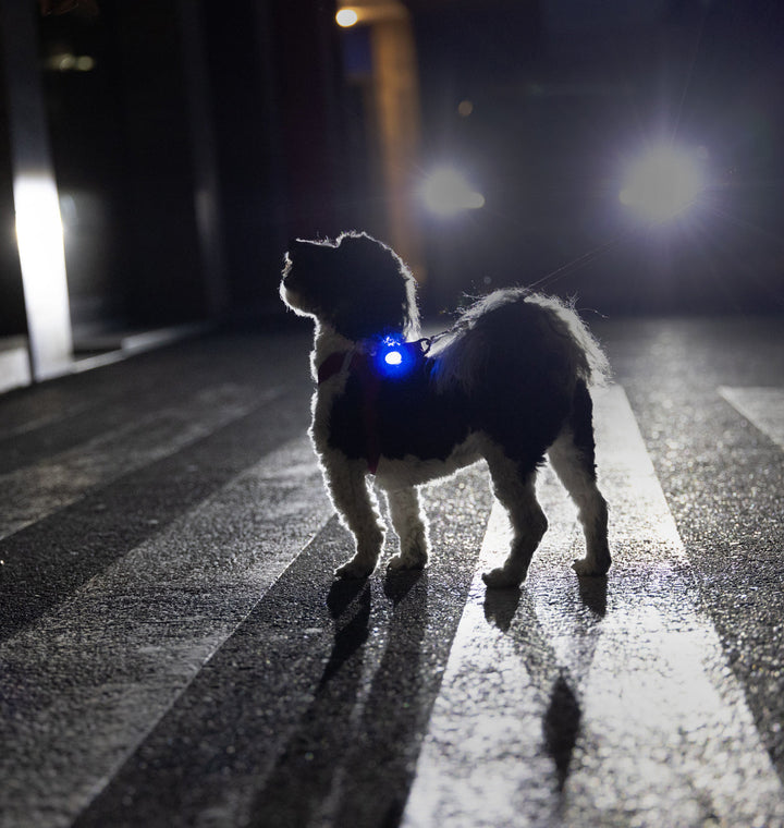 Curli Luumi Safety LED Red