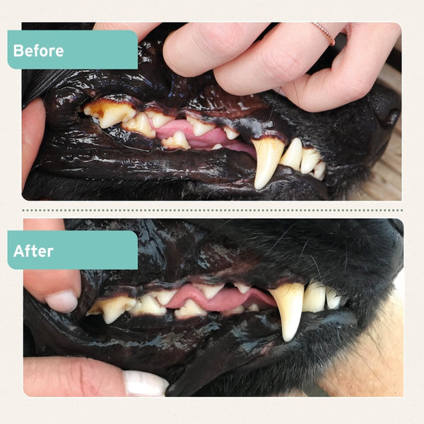 Aniforte Dental Powder for Dogs and Cats