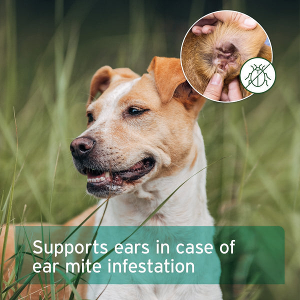 Aniforte Ear Mite Treatment Oil Drops