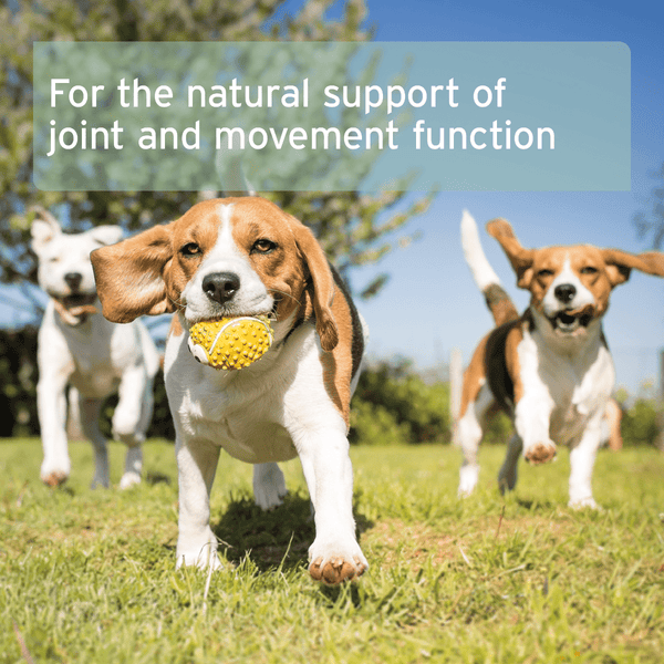 Aniforte Green Lipped Mussel Capsules for Dogs