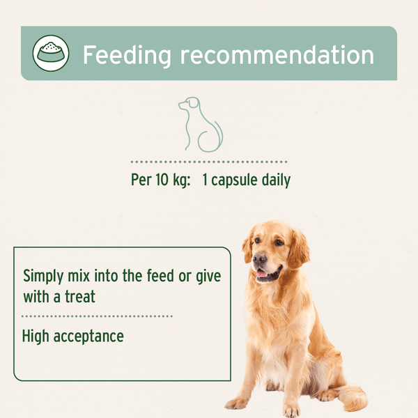 Aniforte Green Lipped Mussel Capsules for Dogs