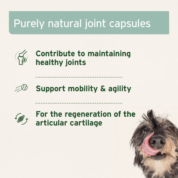 Aniforte Green Lipped Mussel Capsules for Dogs