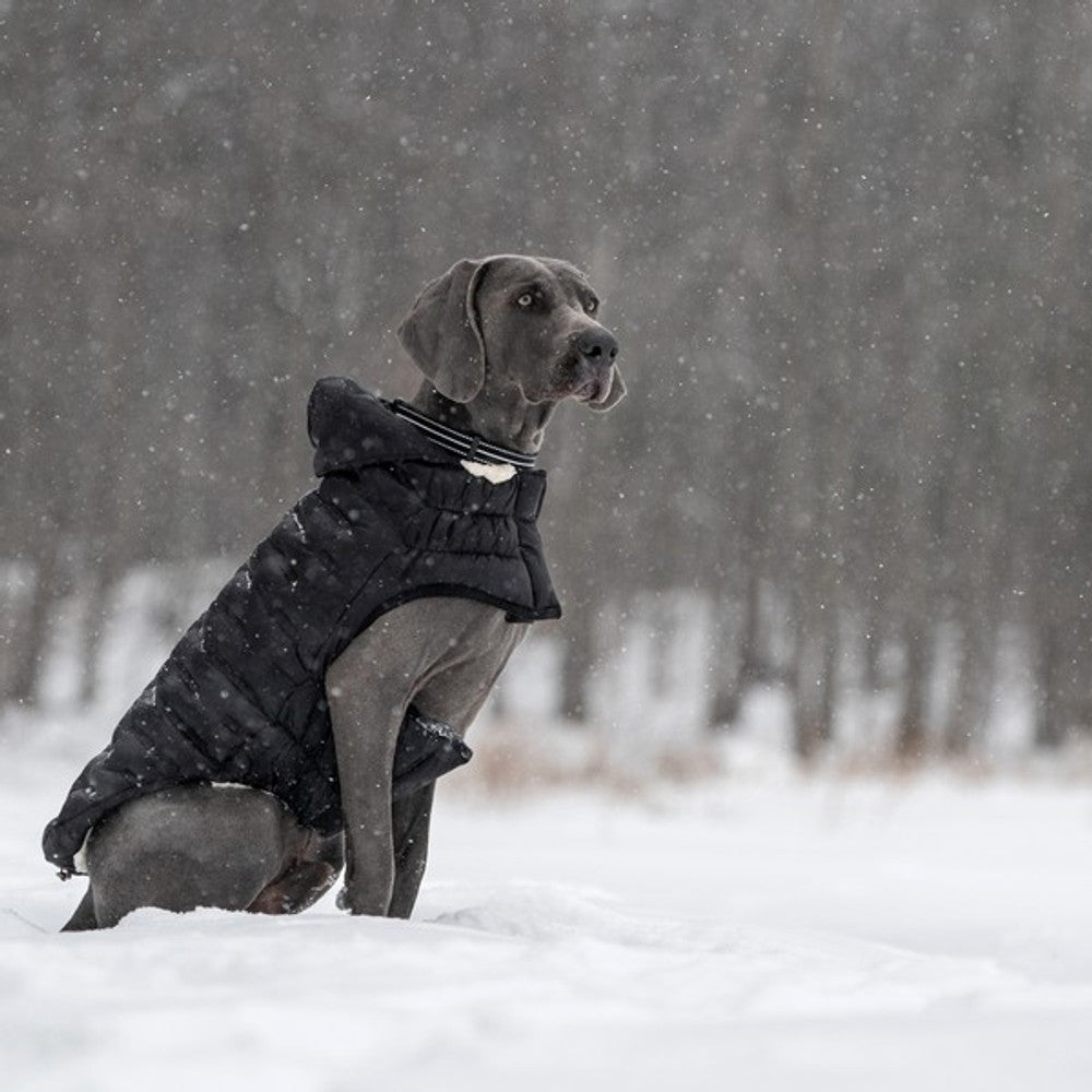 GF Pet Elasto-Fit Cloud Parka Black